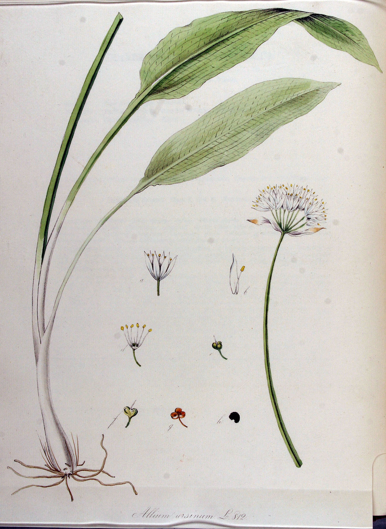 Allium_ursinum_—_Flora_Batava_—_Volume_v11