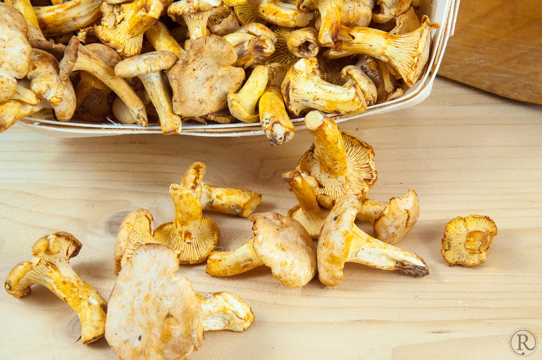 Pfifferling, Speisepilz gibt es frisch von Juni bis Ende September