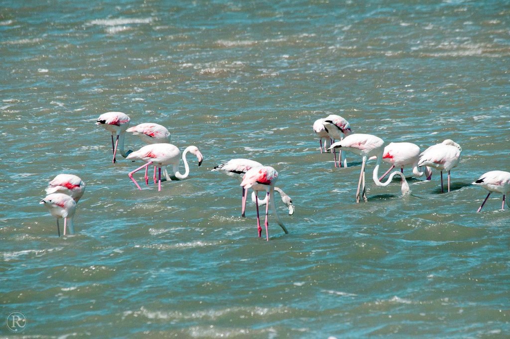 3. Etappe Suedfrankreich - Naturpark Camarque - Flamingos