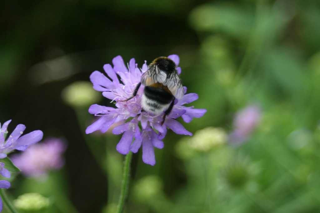 Kornblume mit Hummel
