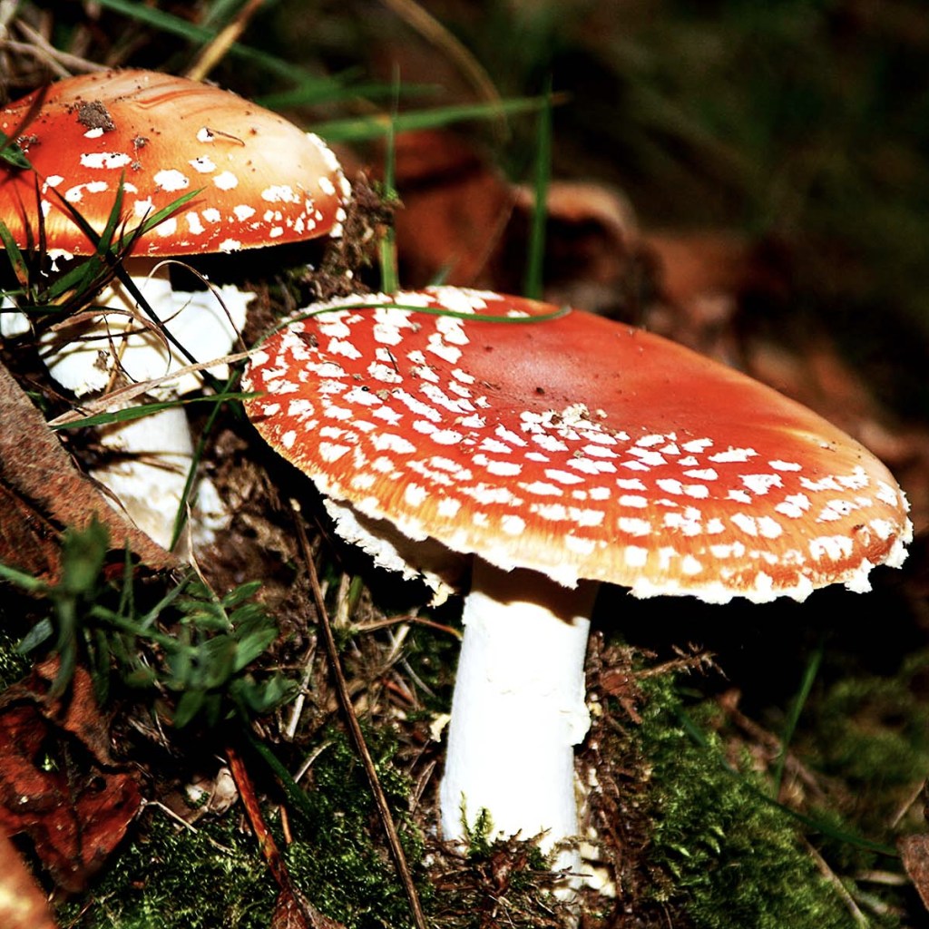 Fliegenpilze im Wald bei Baden-Baden, hübsch aber giftig - Rot ist Signal- und Warnfarbe
